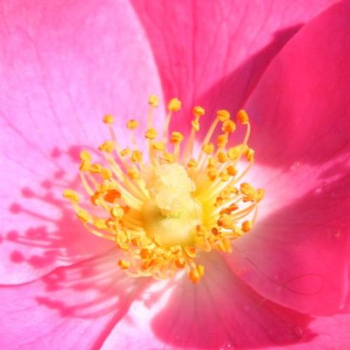 Rosa Fortuna® - fără parfum - Trandafir copac cu trunchi înalt - cu flori mărunți - roz - W. Kordes & Sons - coroană compactă - ,-